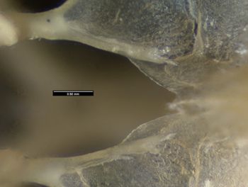 Media type: image;   Herpetology R-125762